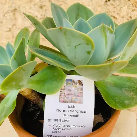 Nonna Veronica, Dimora Vicino Al Mare Di Ugento Frühstückspension Gemini (Apulia)