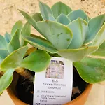 Nonna Veronica, Vicino Al Mare Di Ugento Bed & Breakfast Gemini (Apulia)