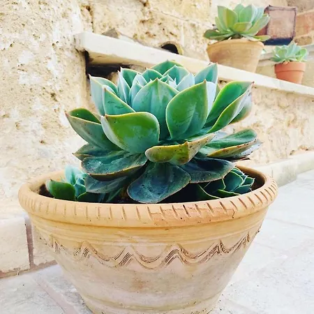 Nonna Veronica Gemini (Apulia)