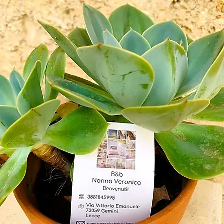 Nonna Veronica, Dimora Vicino Al Mare Di Ugento